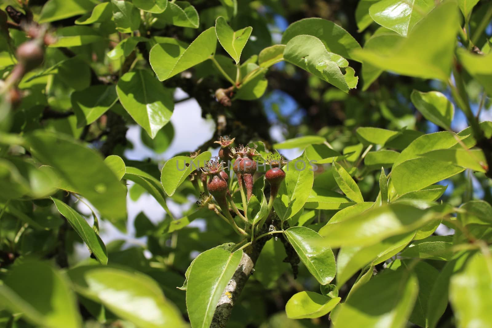 unripe pears on a pear tree by martina_unbehauen