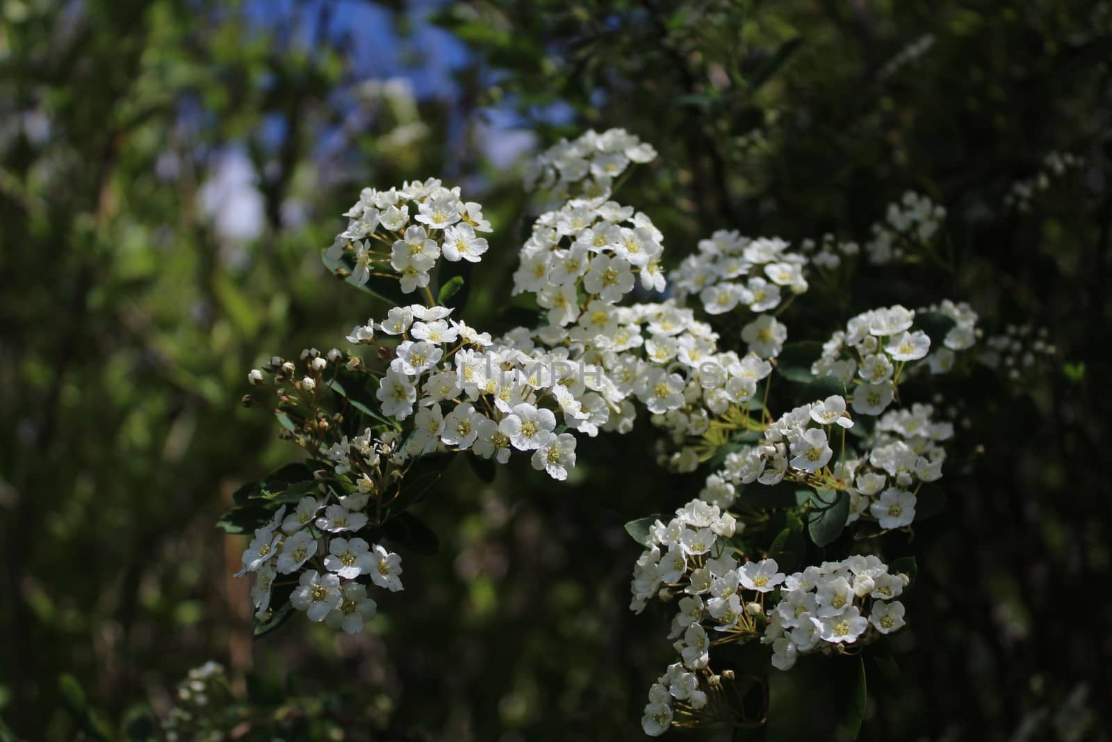 The picture shows white blossoms in the spring