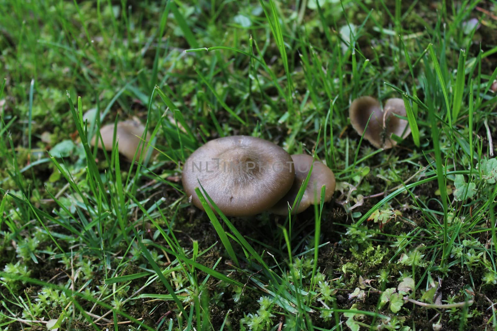 The picture shows brown mushrooms in the forest