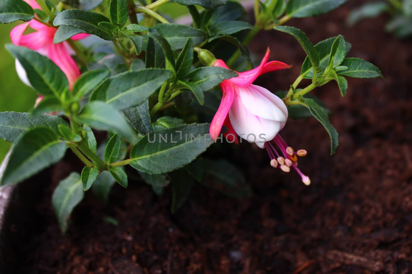 pink fuchsia in the garden by martina_unbehauen