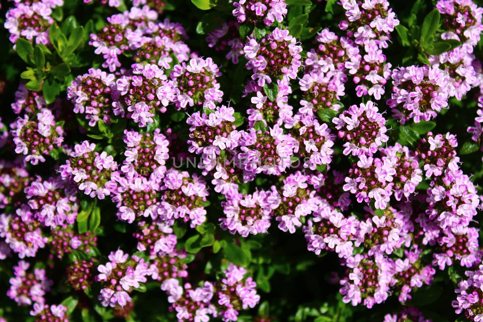 The picture shows blossoming thyme in the garden
