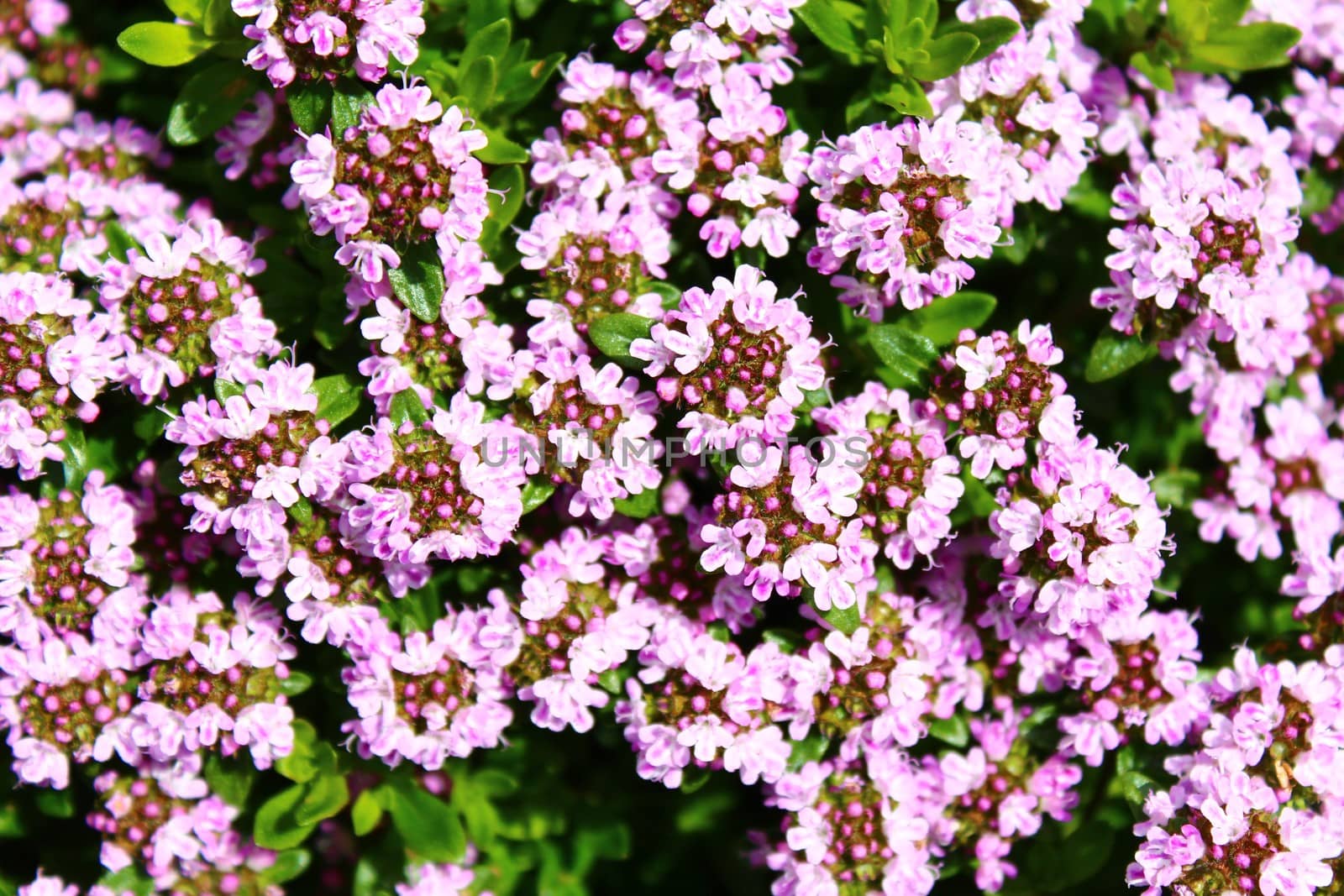 The picture shows blossoming thyme in the garden