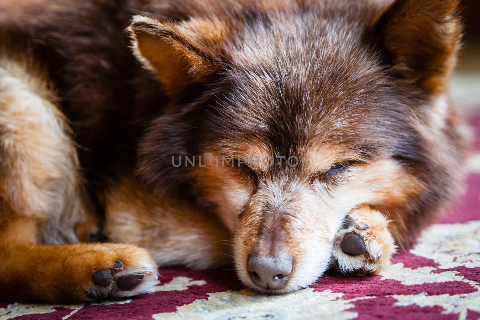 A dog is seen sleeping.