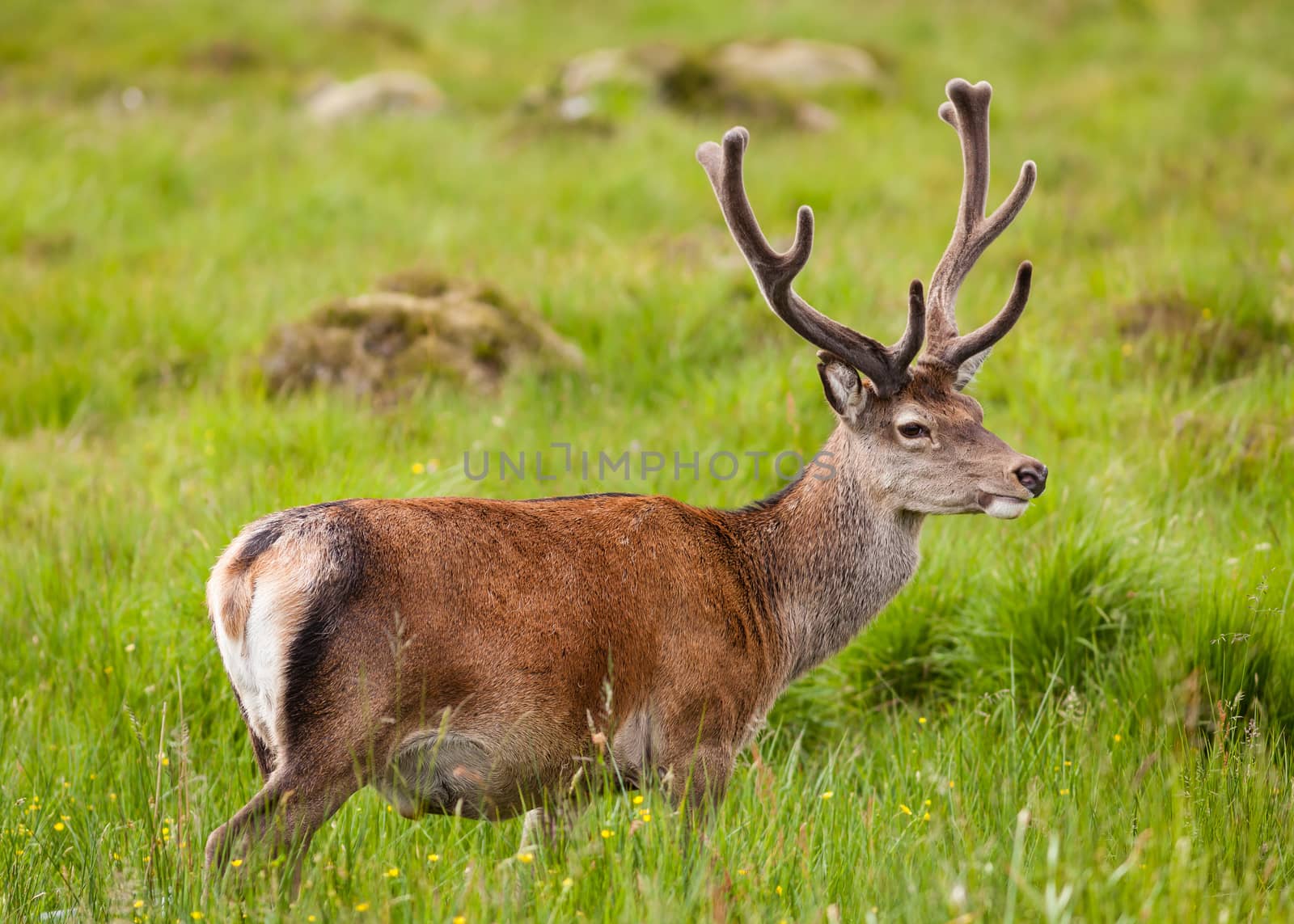 A picture of a red deer stag in the Scottish highlands.