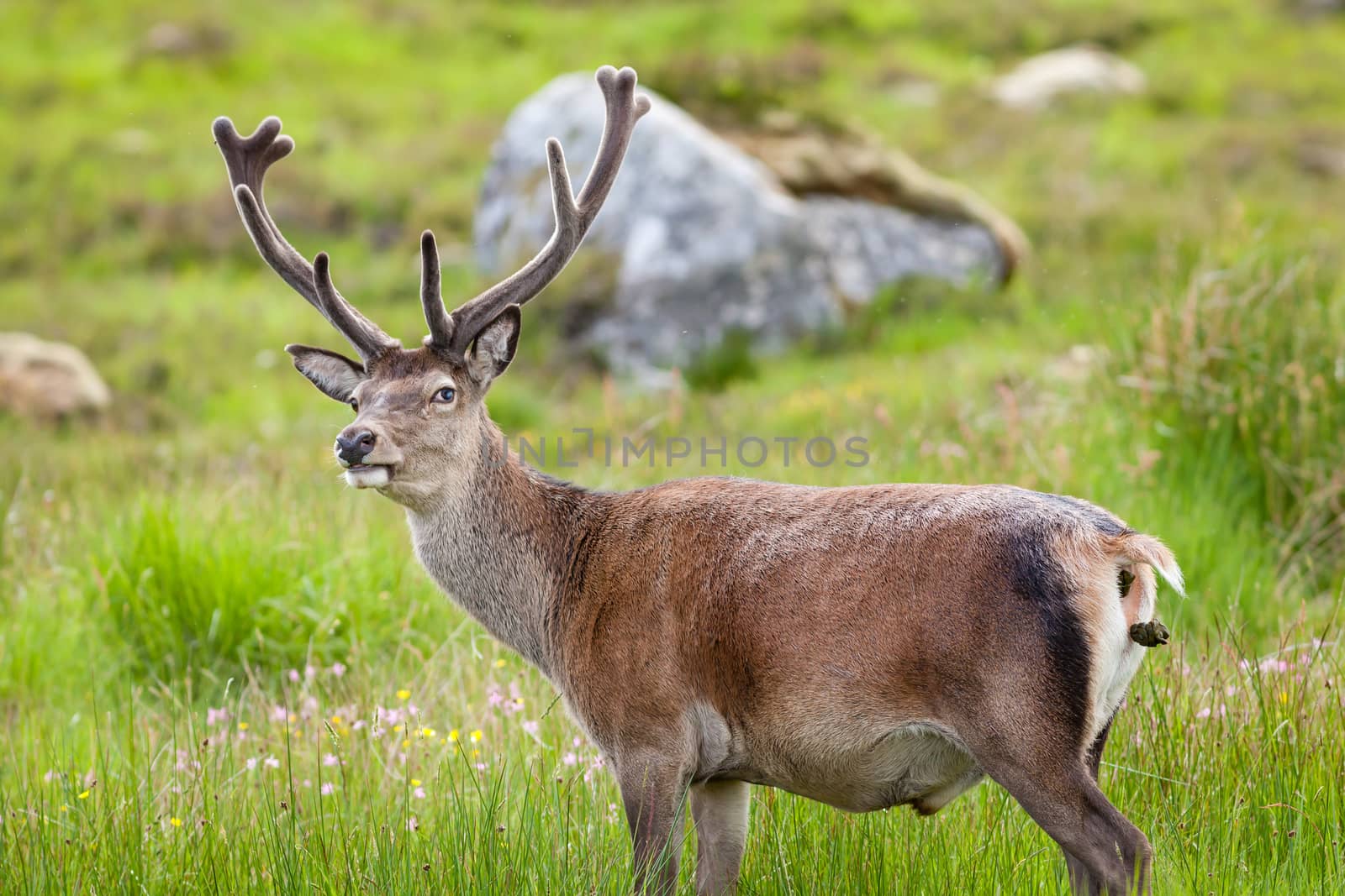 A red deer stag goes to the toilet in the Scottish highlands.