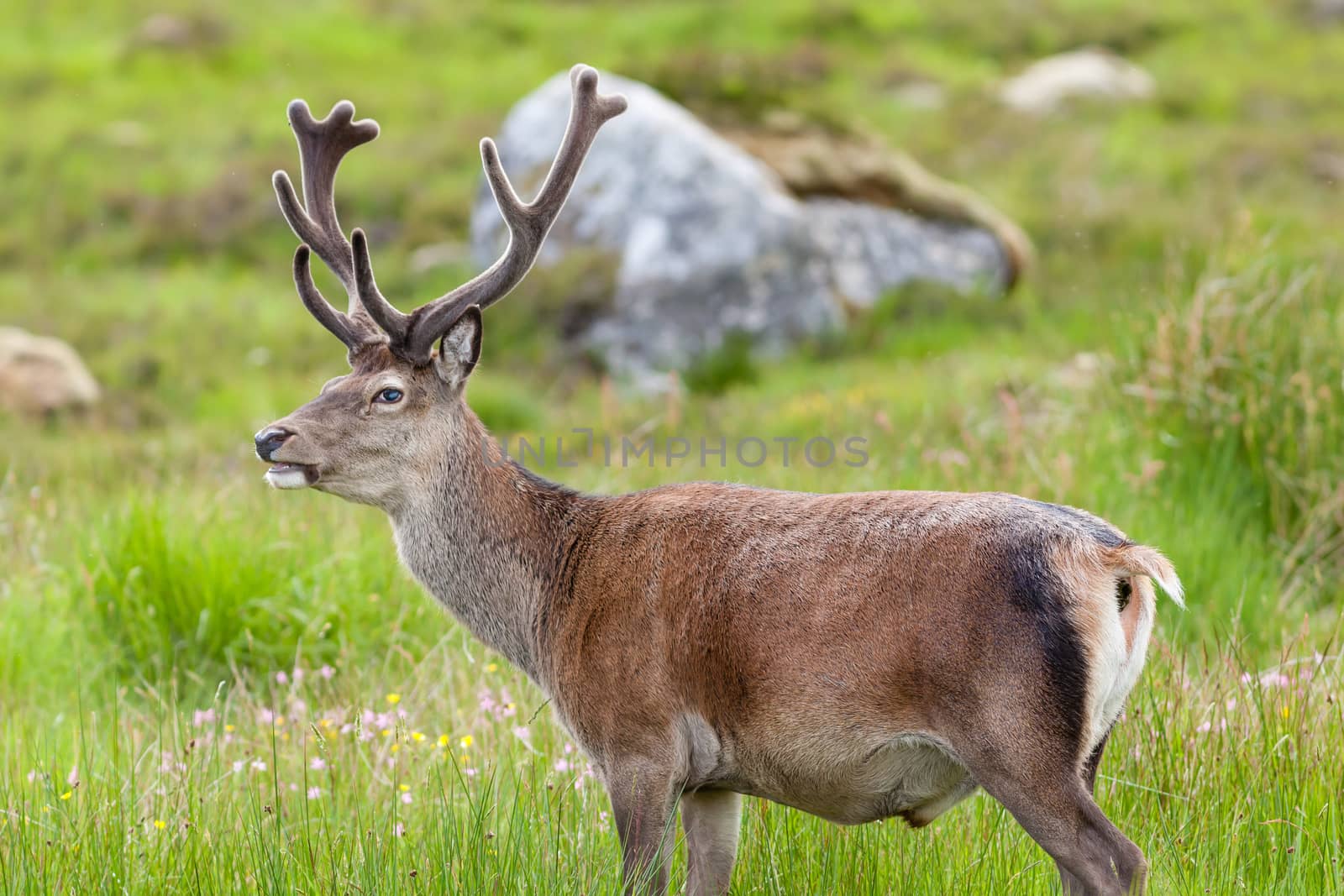 A red deer stag goes to the toilet in the Scottish highlands.