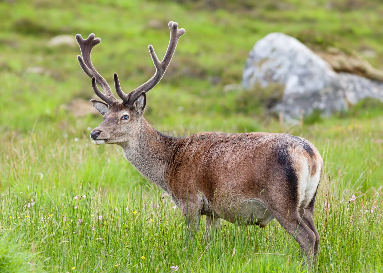 Red Deer Stag by ATGImages