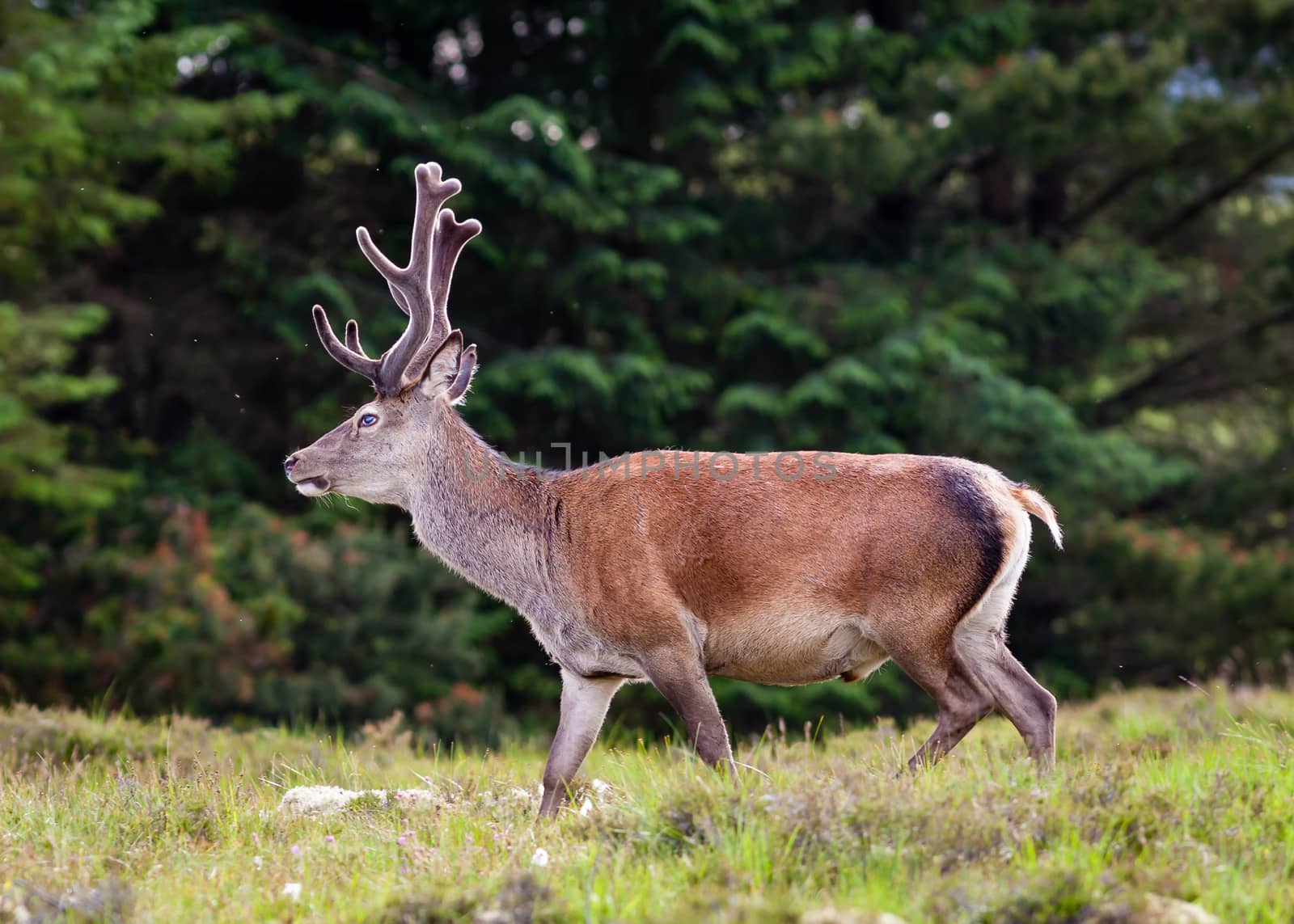 A red deer stag in the Scottish highlands.