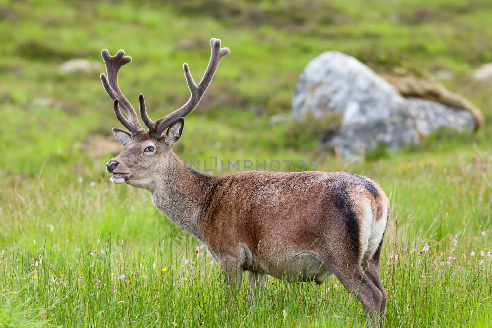 A red deer stag in the Scottish highlands.