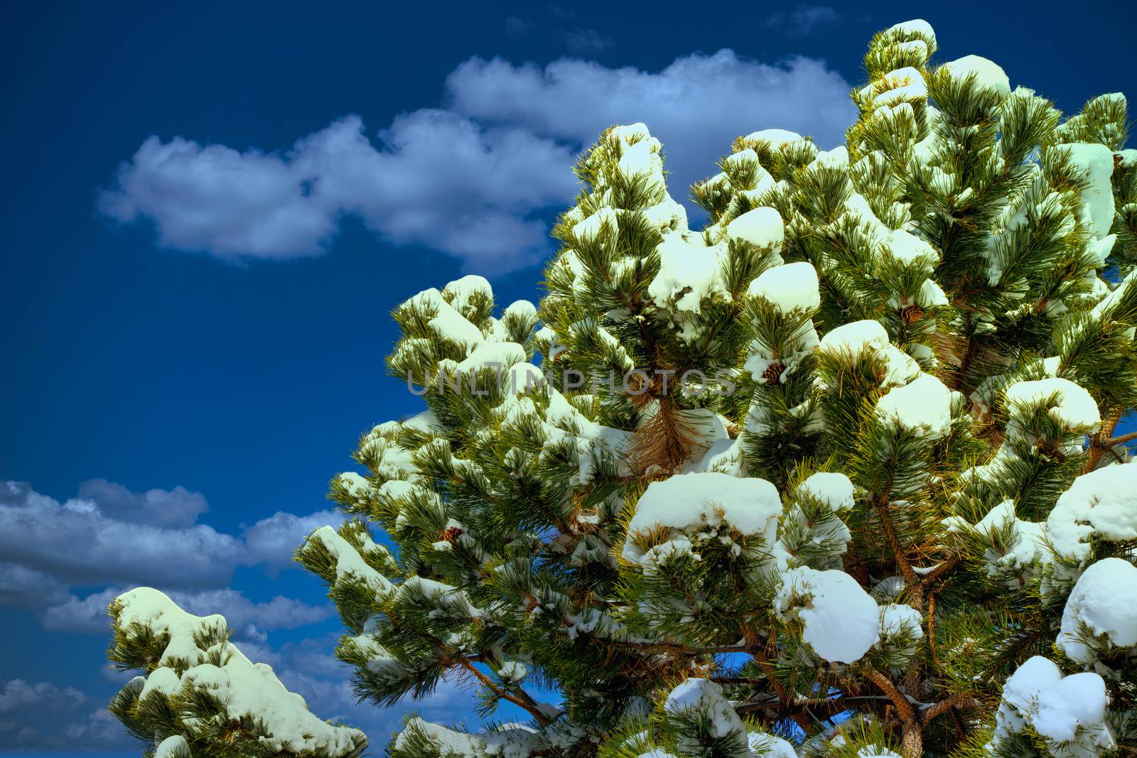 Snow in the pine trees under a clear blue sky