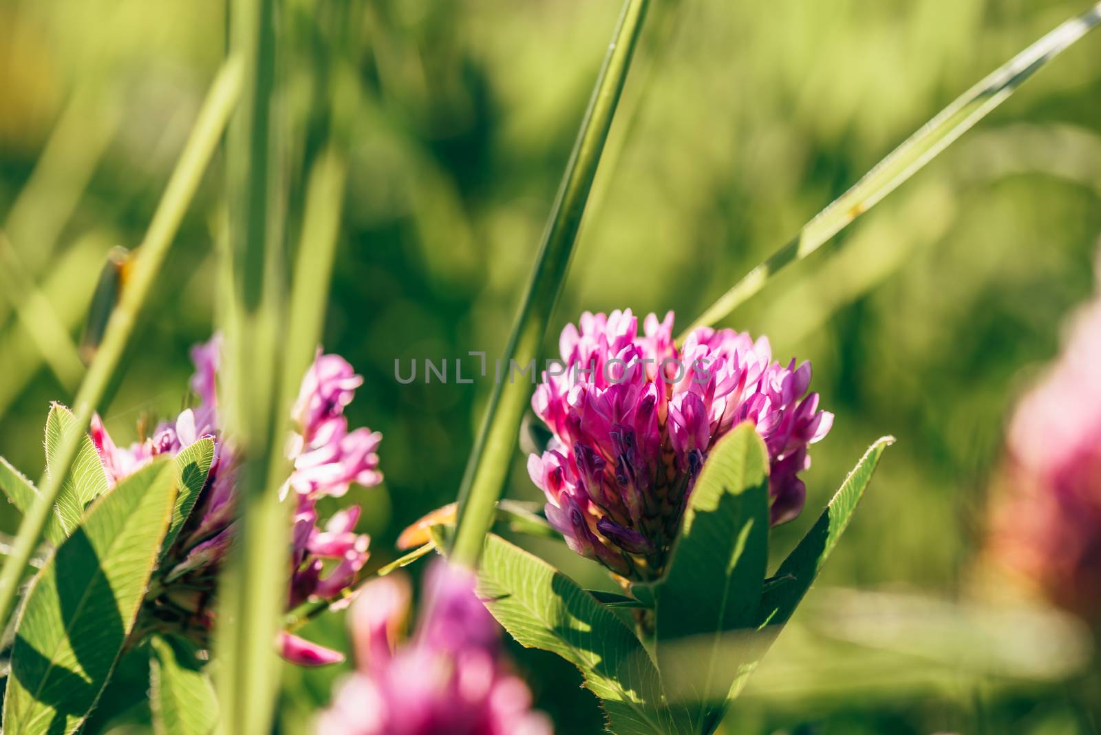 Meadow of Pink Clover Flowers on a Sunny Day. Selective Focus.