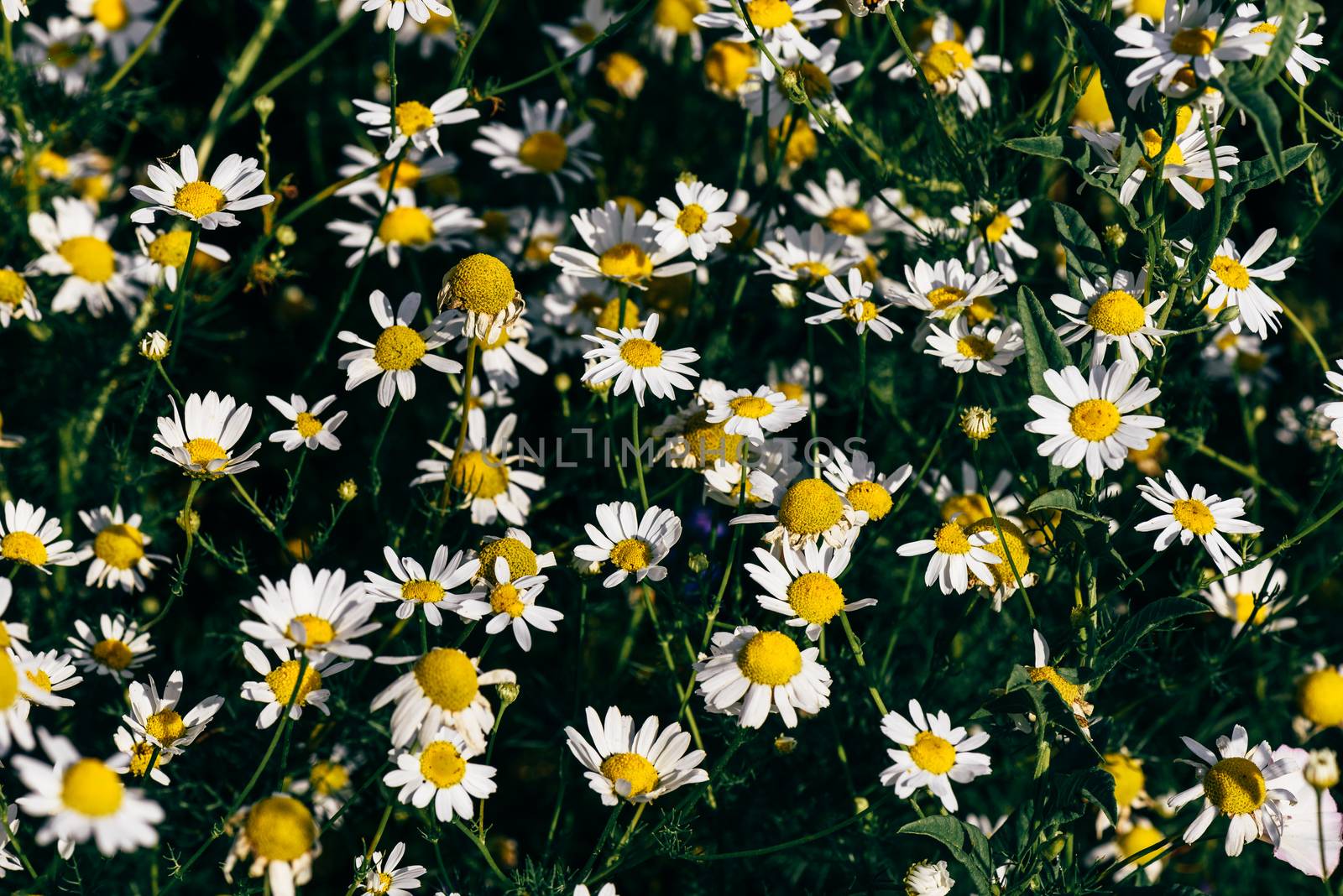 Background of wild chamomile flowers by Seva_blsv