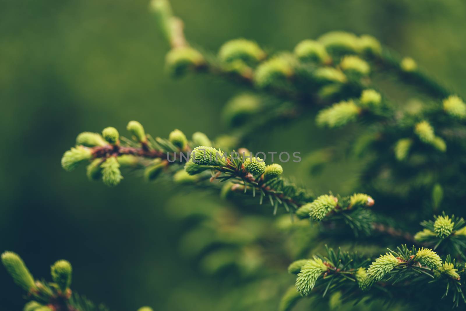 Close up of young twig of pine tree