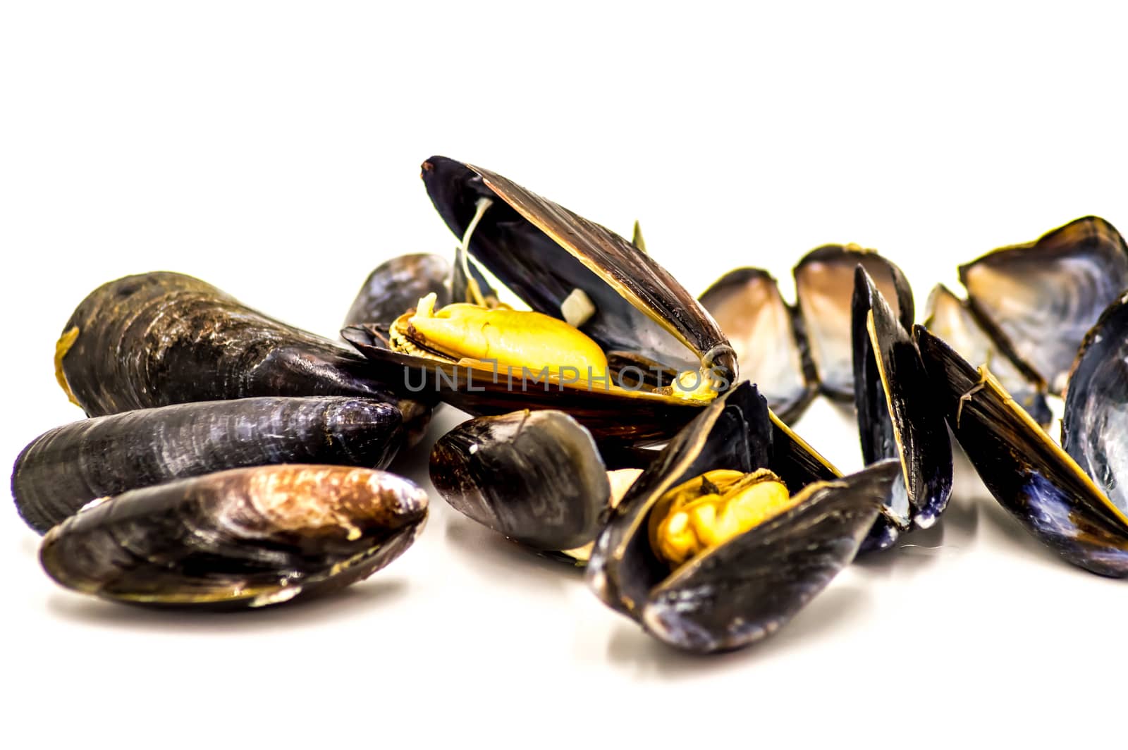 Close-Up Of Mussel Over White Background