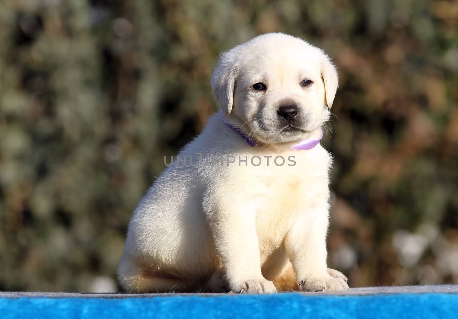 little labrador puppy on a blue background