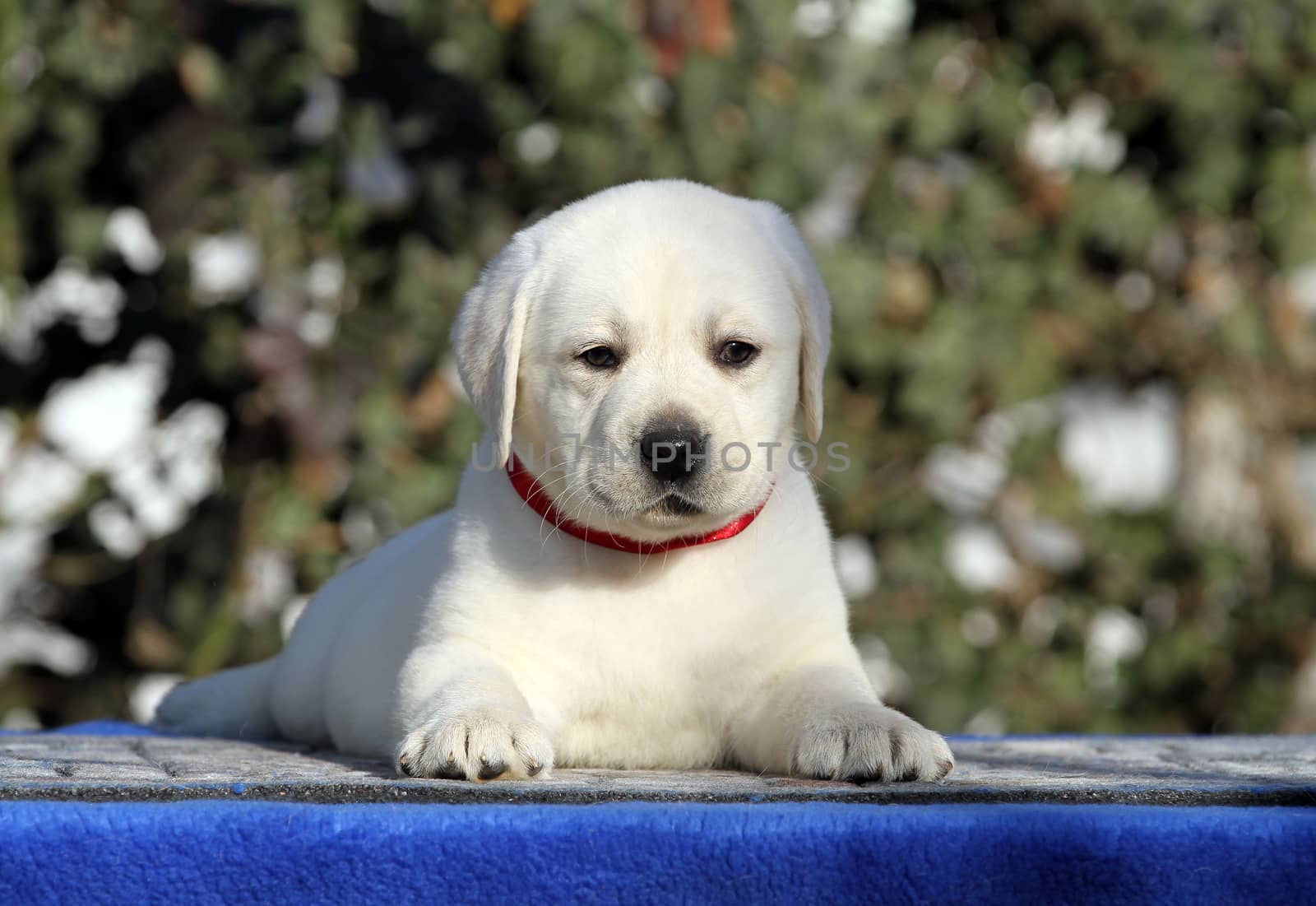 the sweet little labrador puppy on a blue background