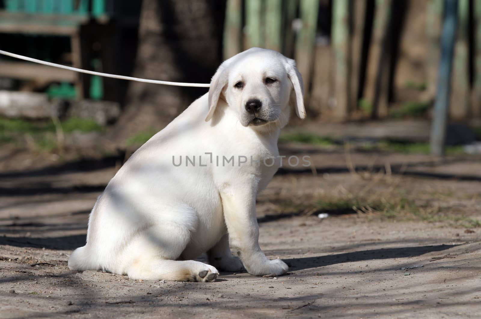 the sweet little labrador puppy on a blue background