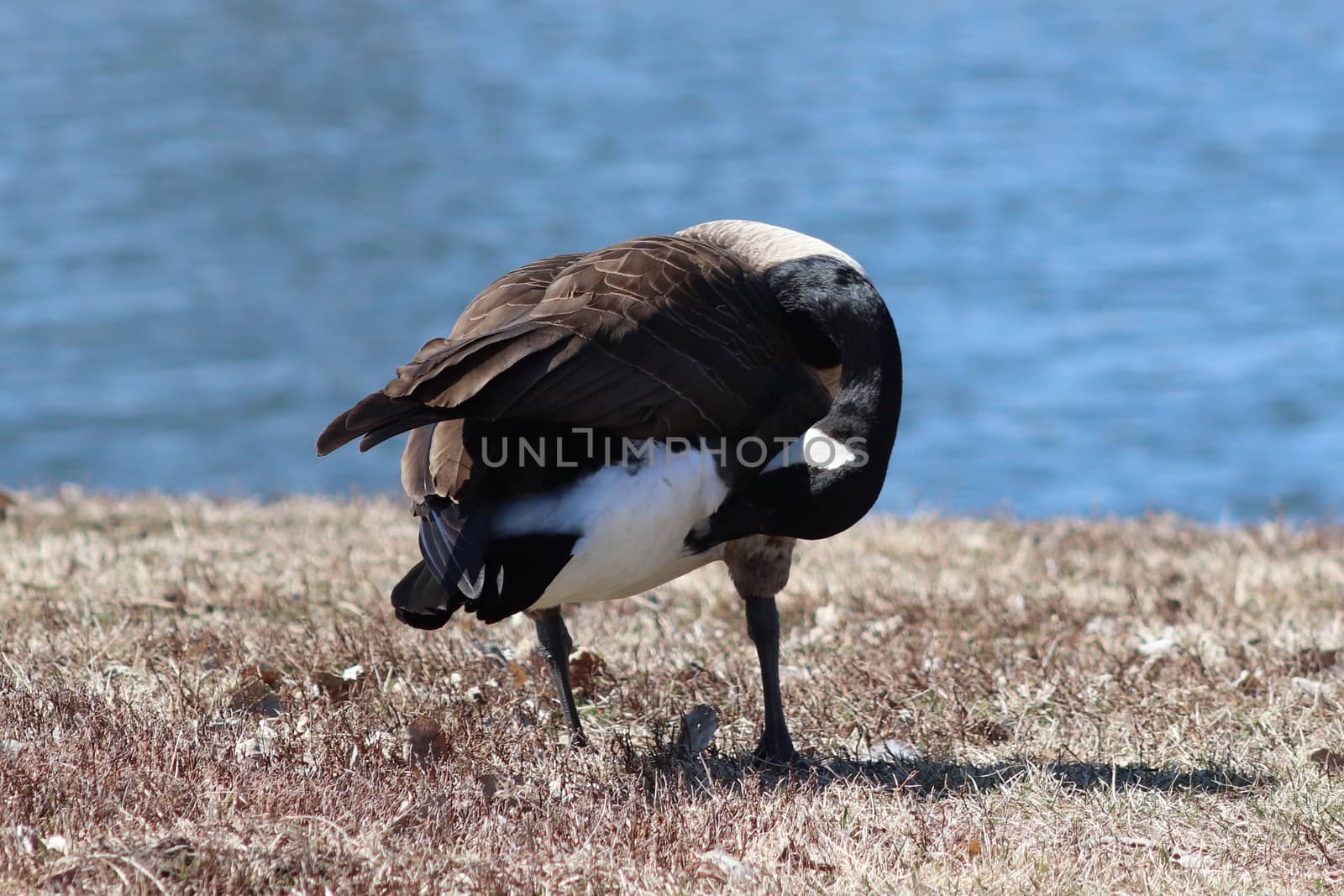 A goose standing next to a body of water by gena_wells