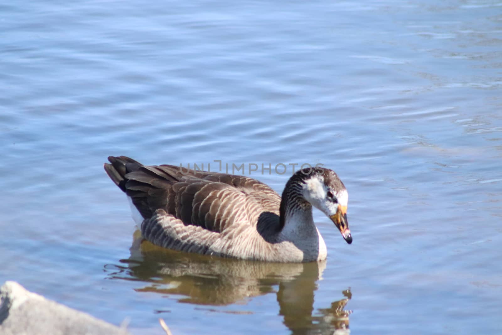 A goose swimming in water next to a body of water by gena_wells
