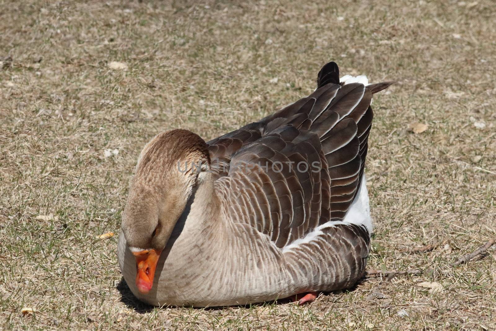 A small brown goose in the grass. High quality photo