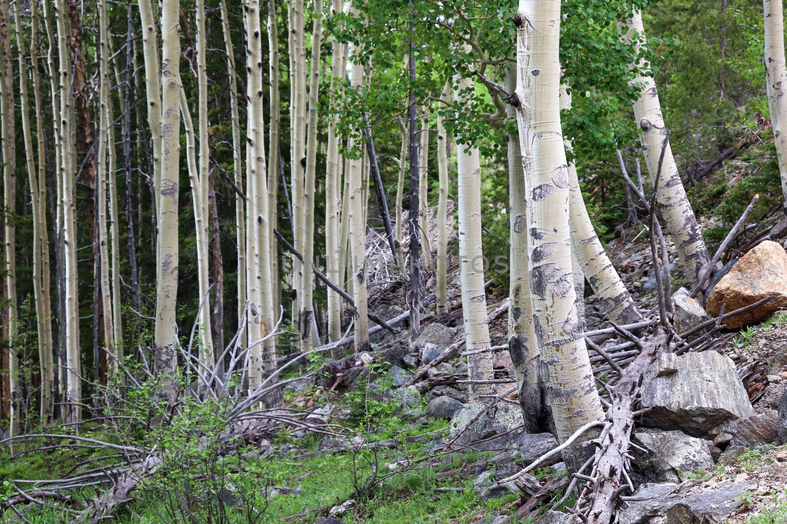 Colorado Aspen tree in a forest in the summer time  by gena_wells