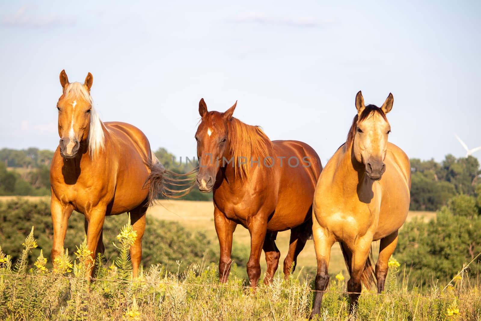 Three brown horse standing on top of a lush green field by gena_wells