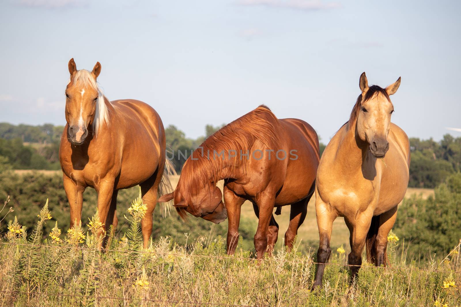 A group of three brown horses standing on top of a grass covered field by gena_wells