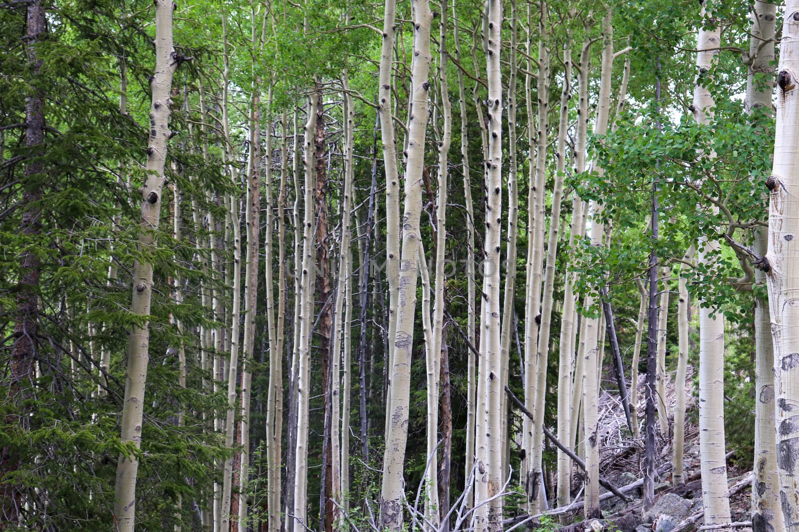 Colorado Aspen tree in a forest in the summer time  by gena_wells