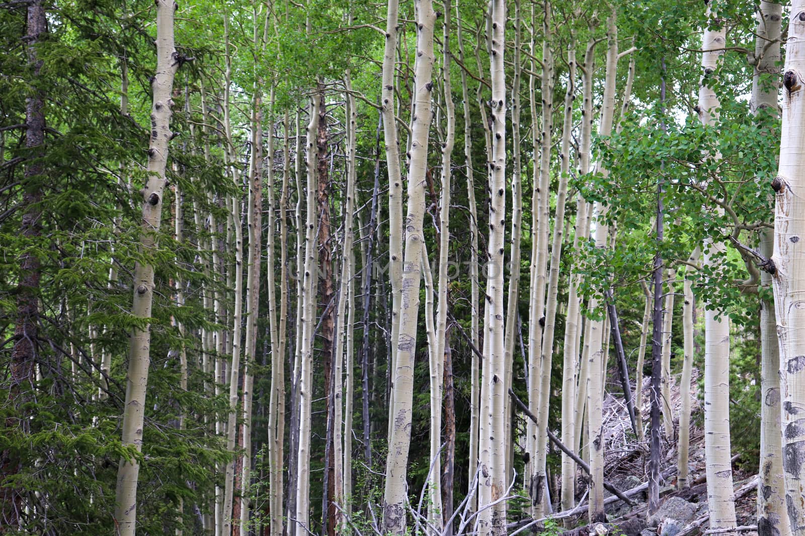 A aspen tree in a forest. High quality photo