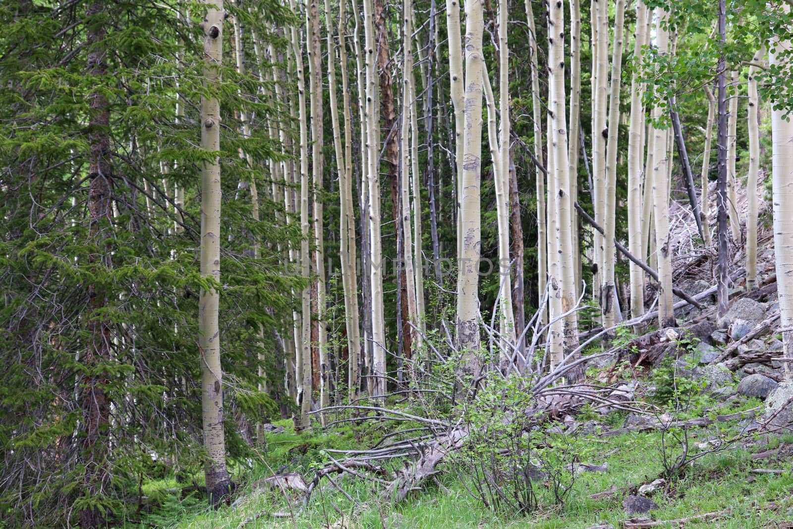 Colorado Aspen tree in a forest in the summer time  by gena_wells