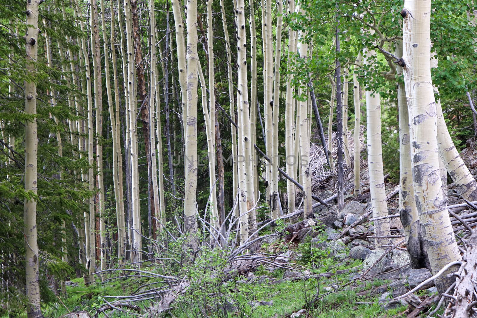 Colorado Aspen tree in a forest in the summer time  by gena_wells