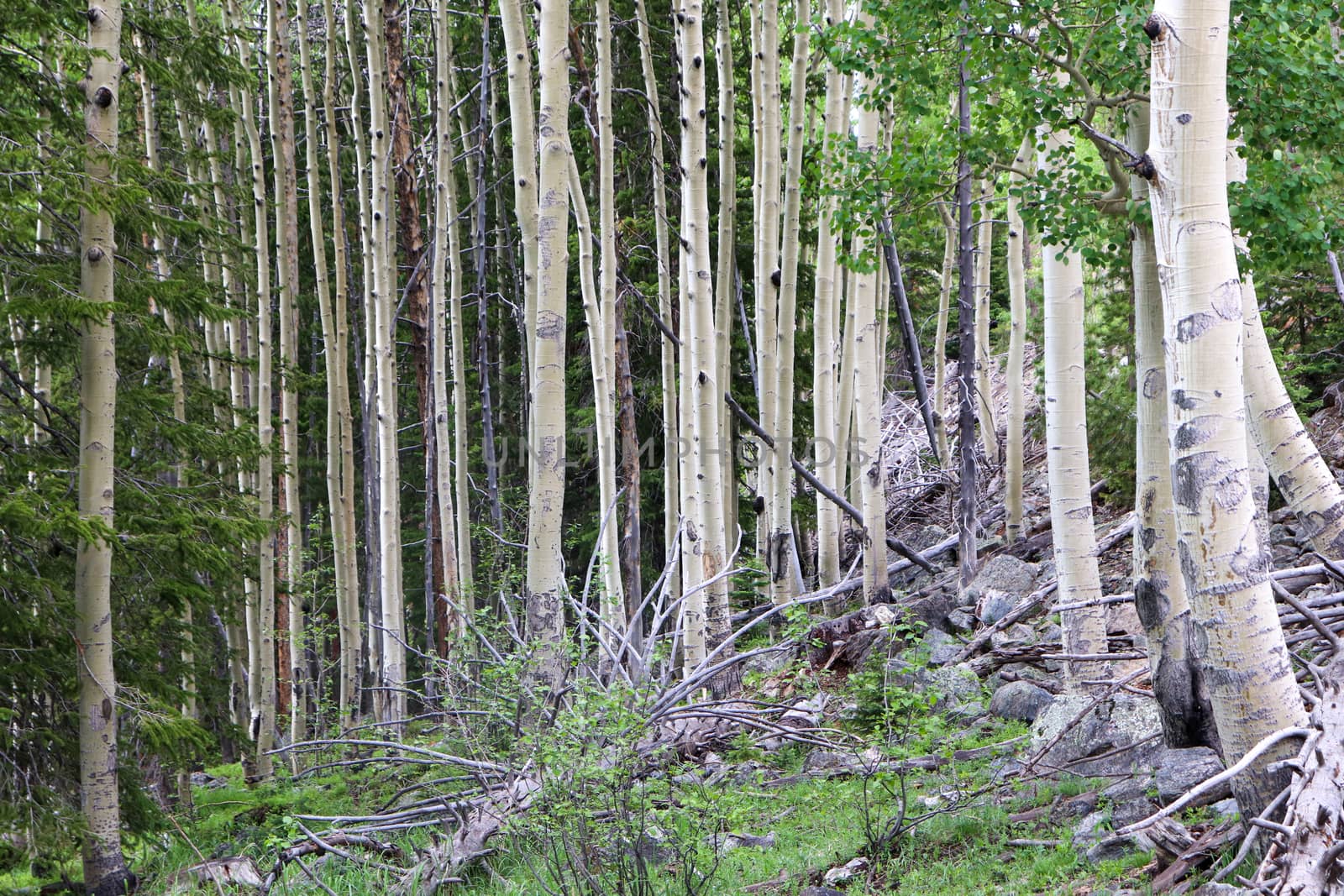 Colorado Aspen tree in a forest in the summer time  by gena_wells