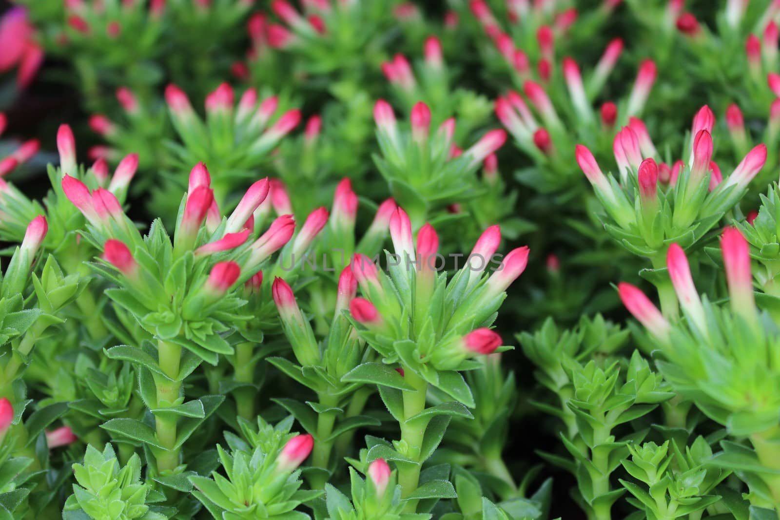 The picture shows a pink flower in the garden