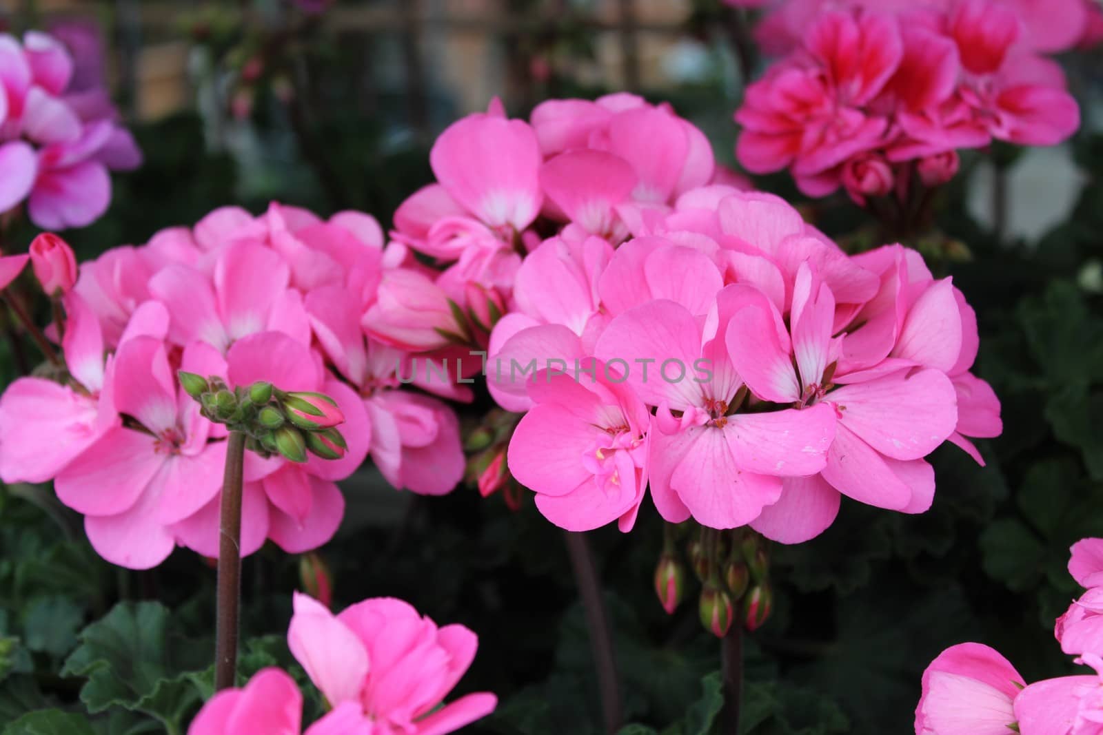 The picture shows pelargonium webcap in the garden