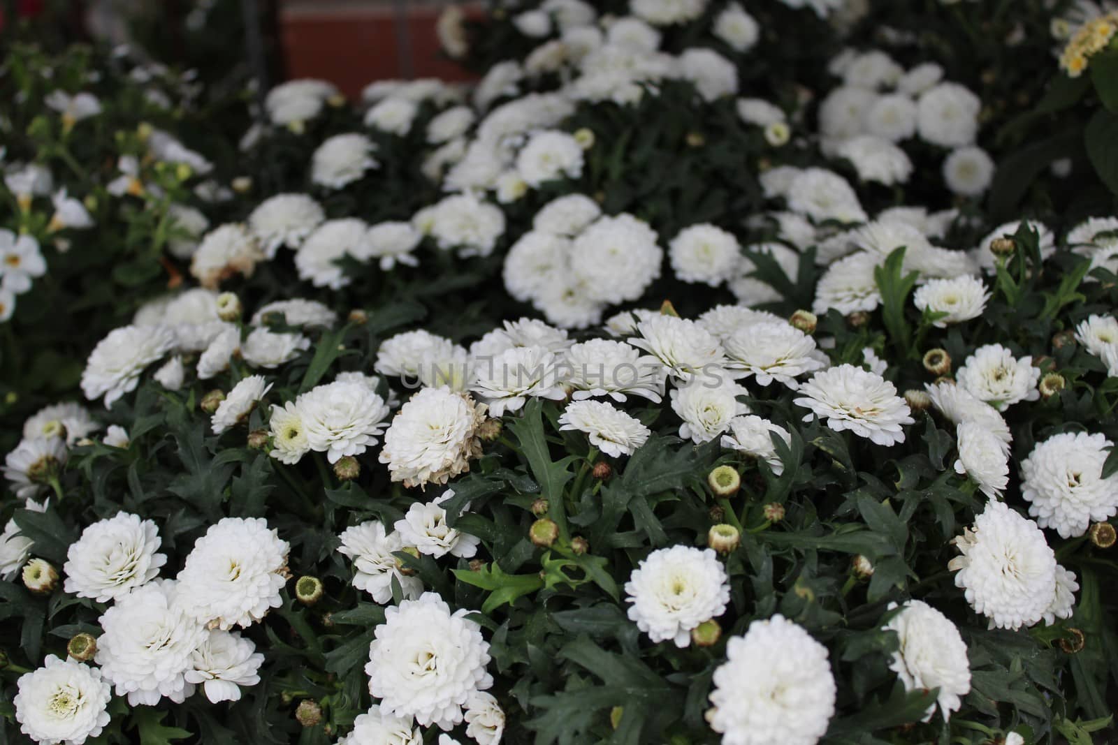 The picture shows beautiful crysanthemum in the garden