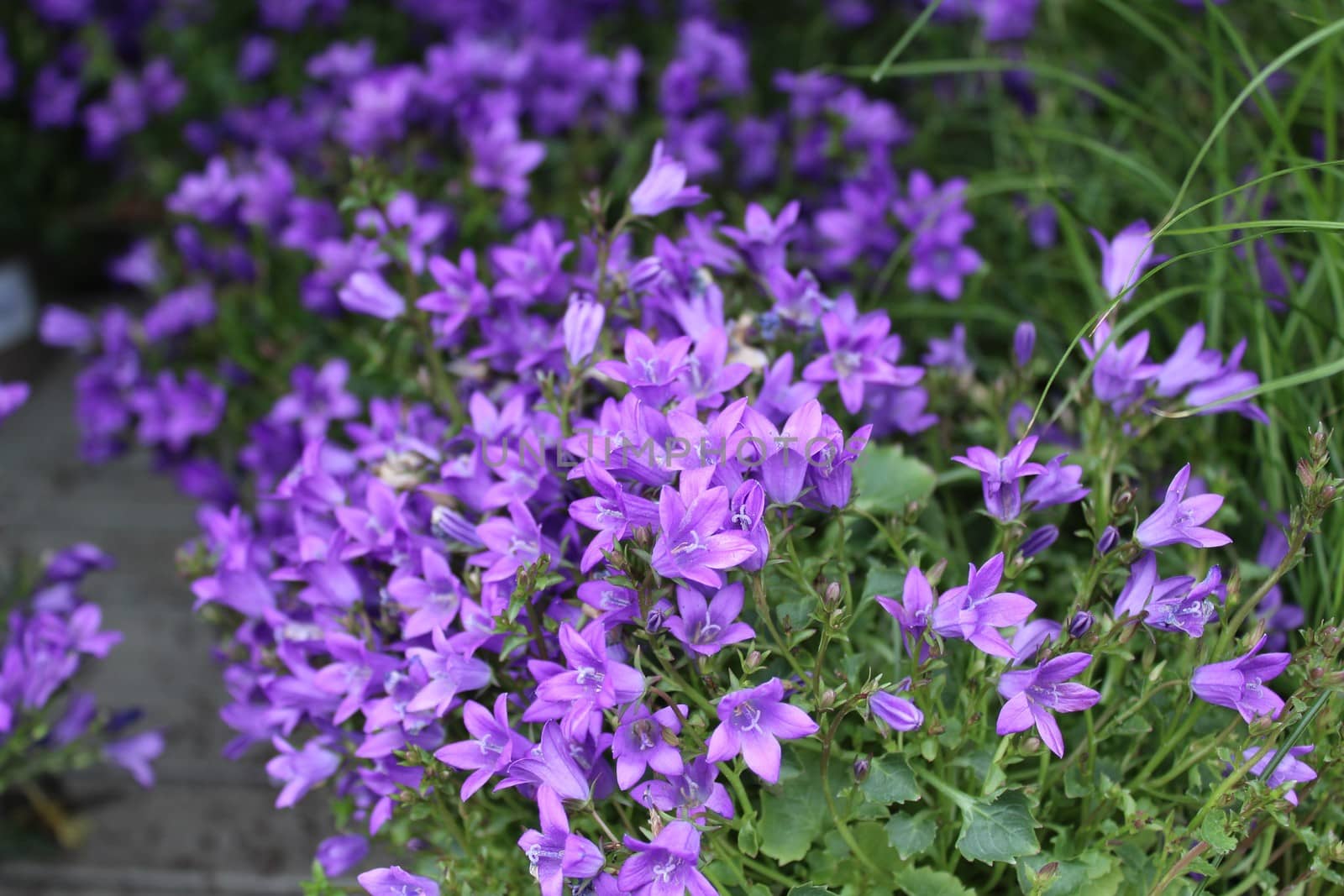 The picture shows beautiful bellflowers in the garden