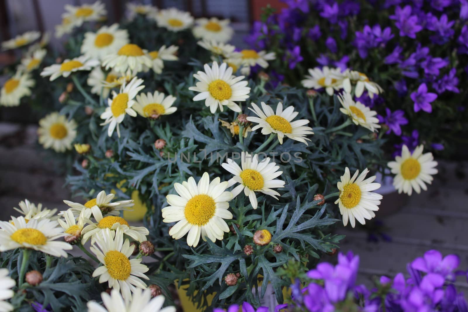 bellflowers and marguerites in the garden by martina_unbehauen