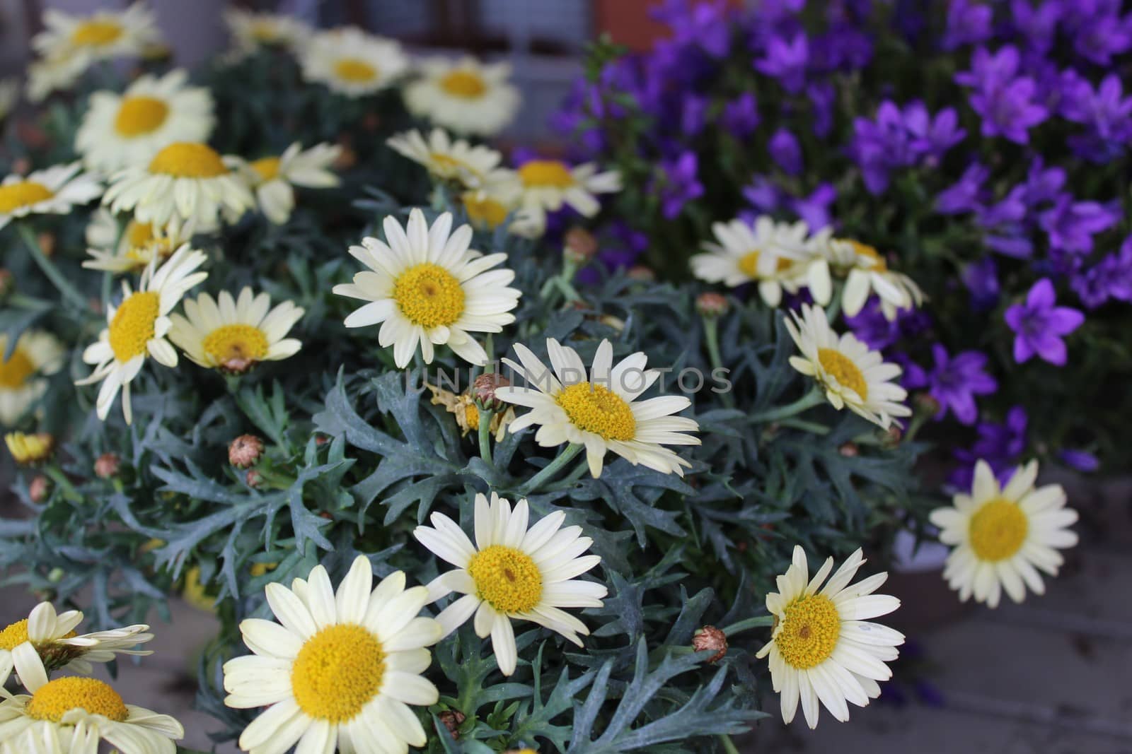 bellflowers and marguerites in the garden by martina_unbehauen