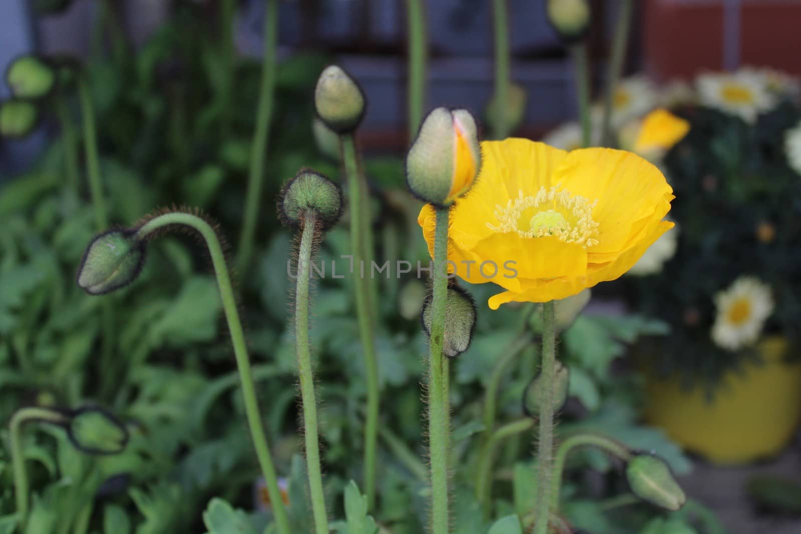 The picture shows icelandic poppy in the garden