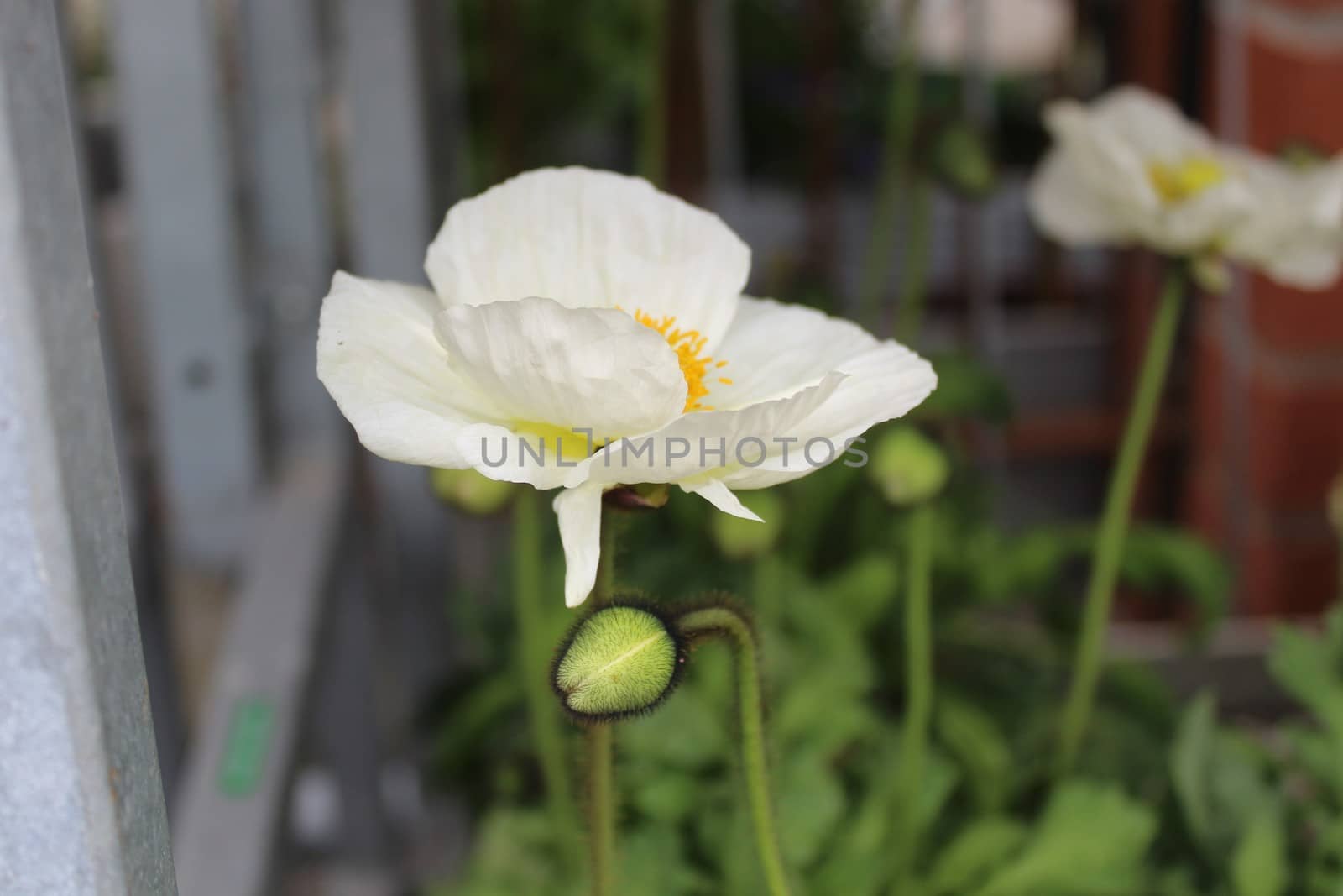 The picture shows icelandic poppy in the garden