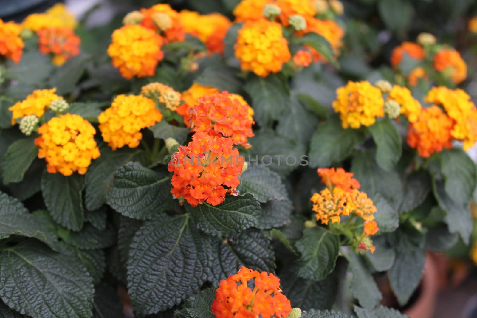 The picture shows beautiful lantana in the garden