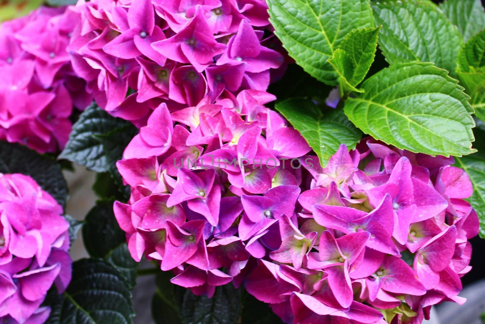 The picture shows pink hydrangea in the garden