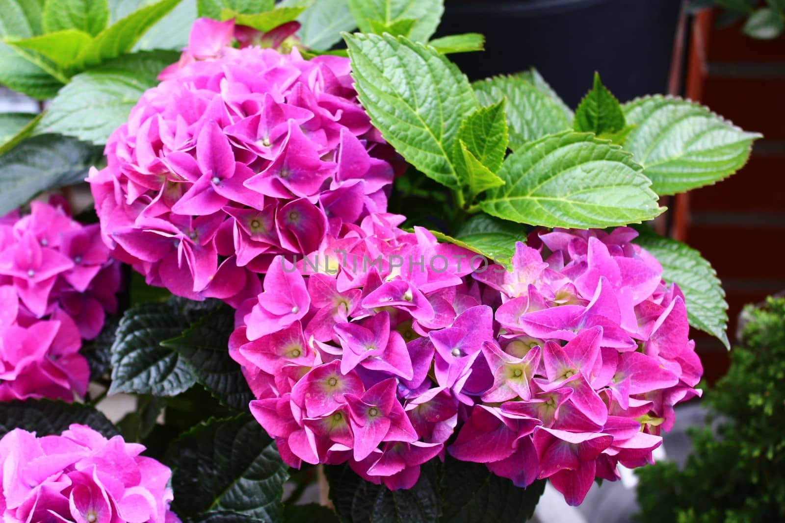 The picture shows pink hydrangea in the garden