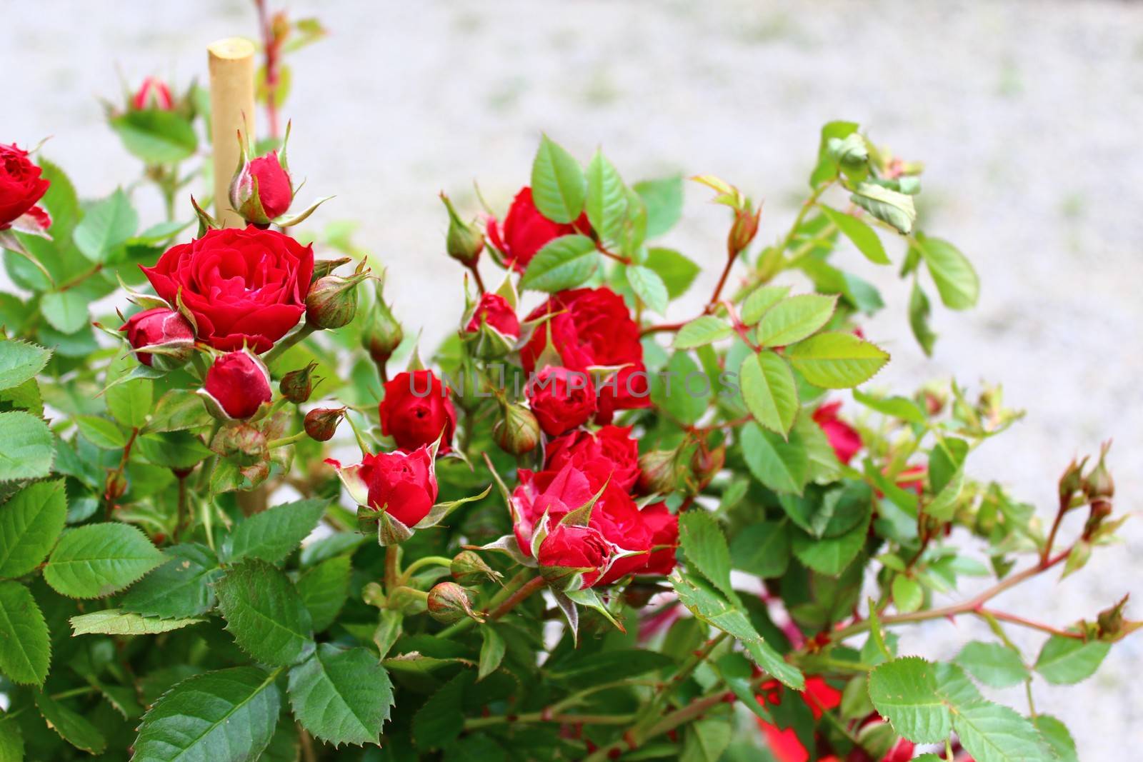 The picture shows a red rose in the garden