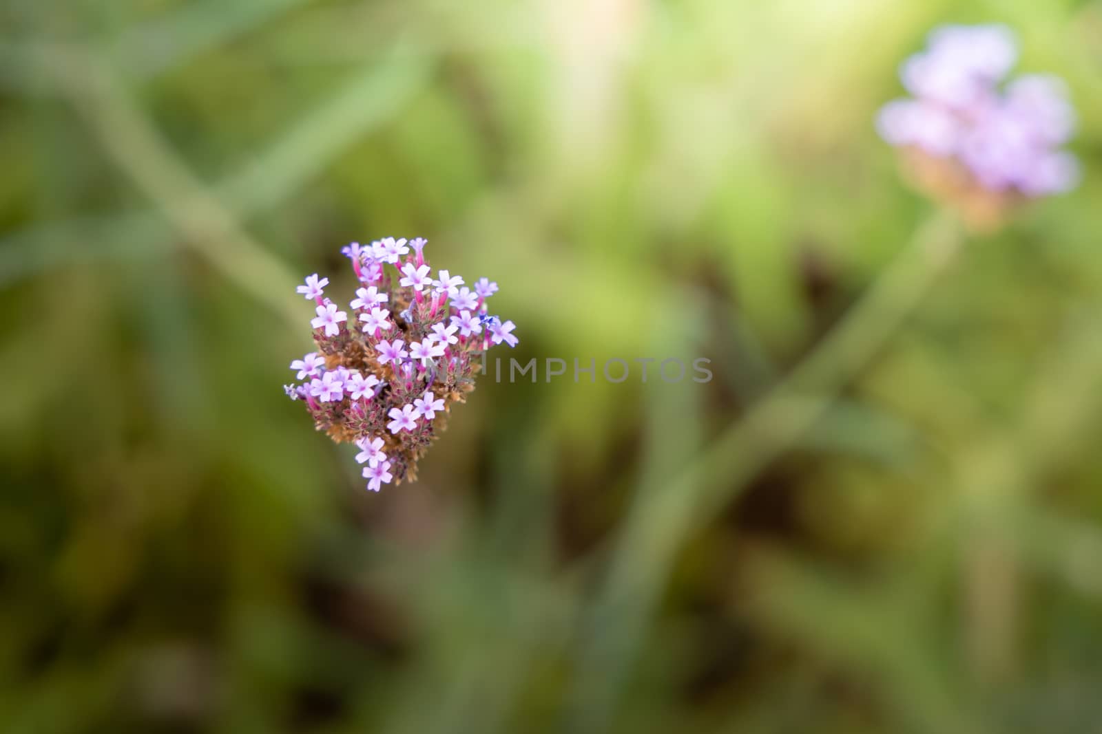 The background image of the colorful flowers, background nature