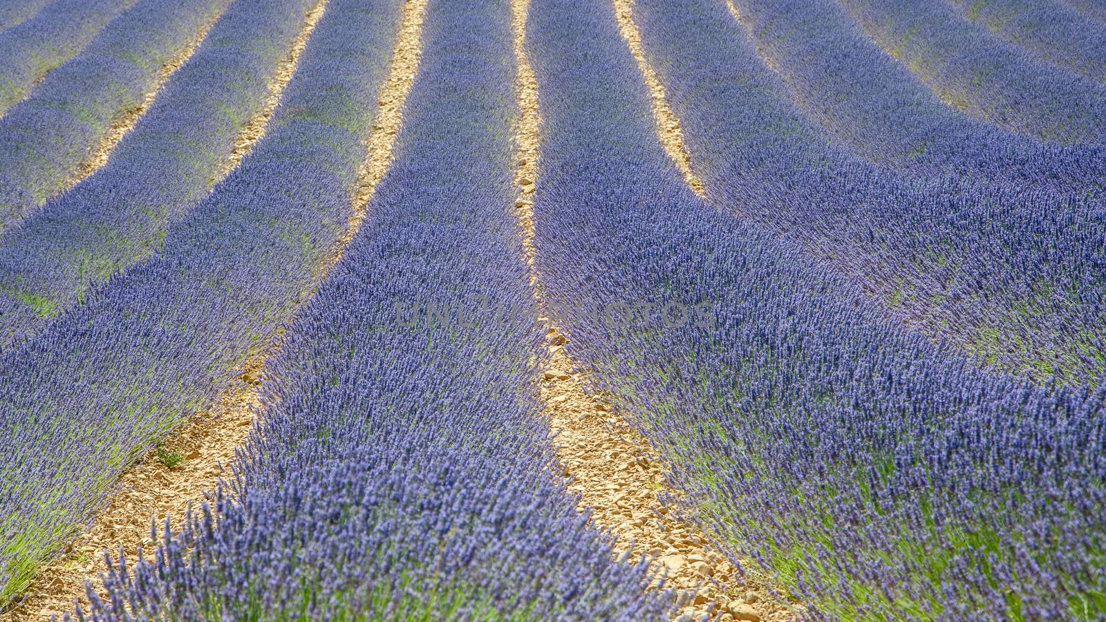 cultivation of lavender flowers in Provence in the south of France. summer scent on the Valensole plateau