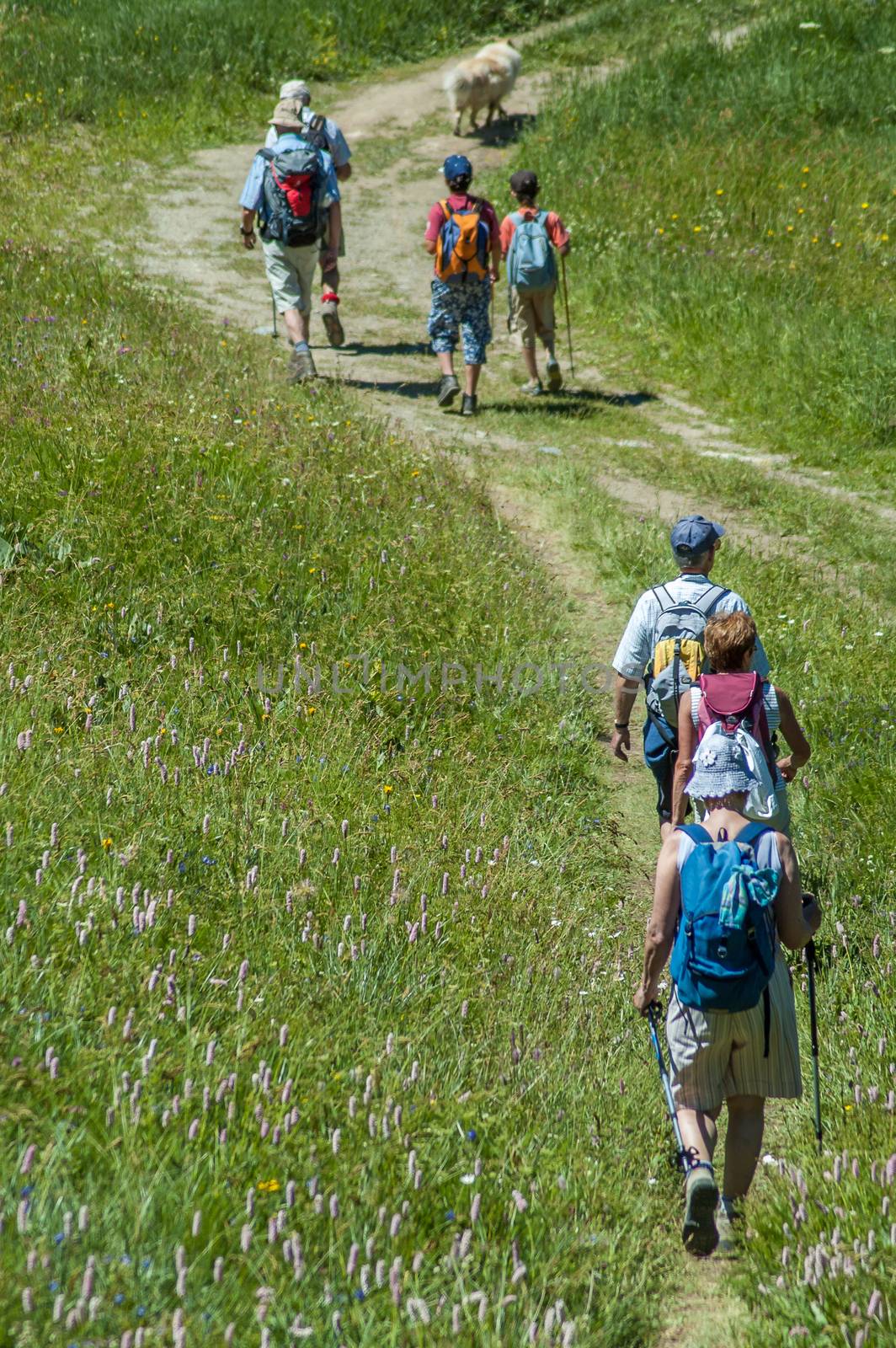 line of walkers in the flowery meadows of the Alps, France