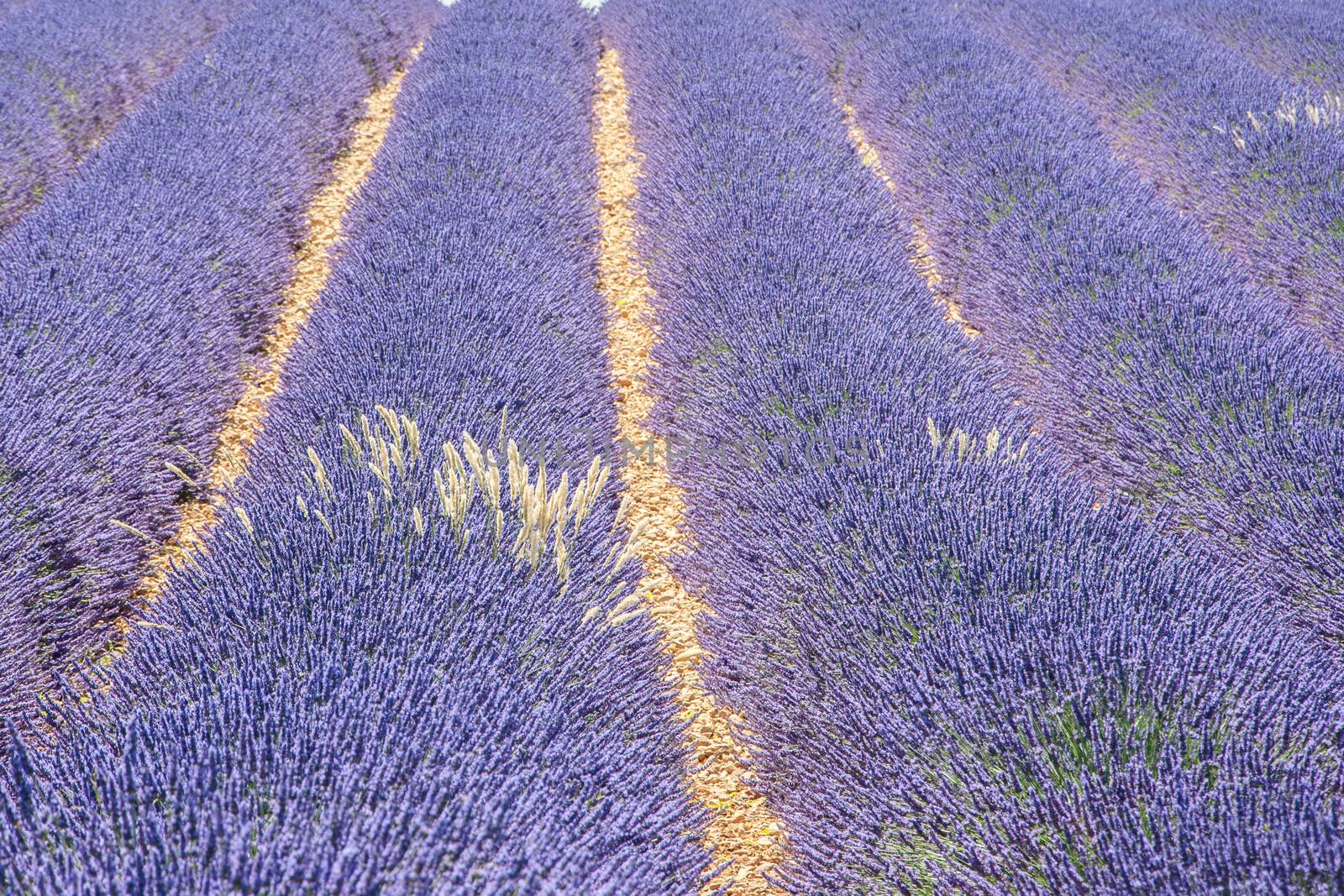 cultivation of lavender flowers in Provence in the south of France. summer scent on the Valensole plateau