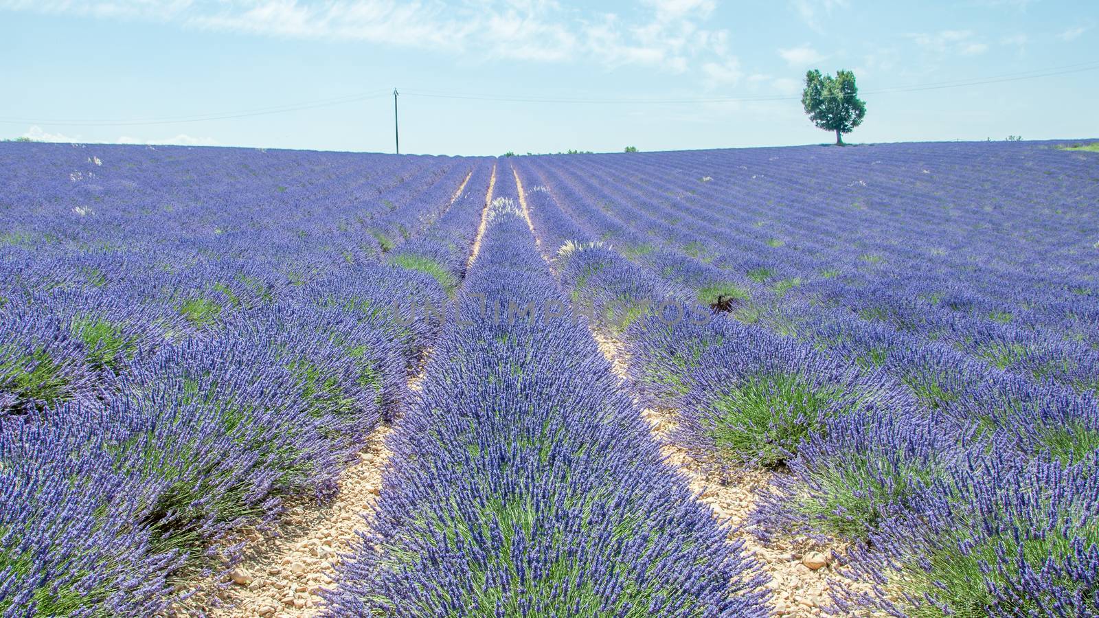 cultivation of lavender flowers in Provence in the south of France. summer scent on the Valensole plateau