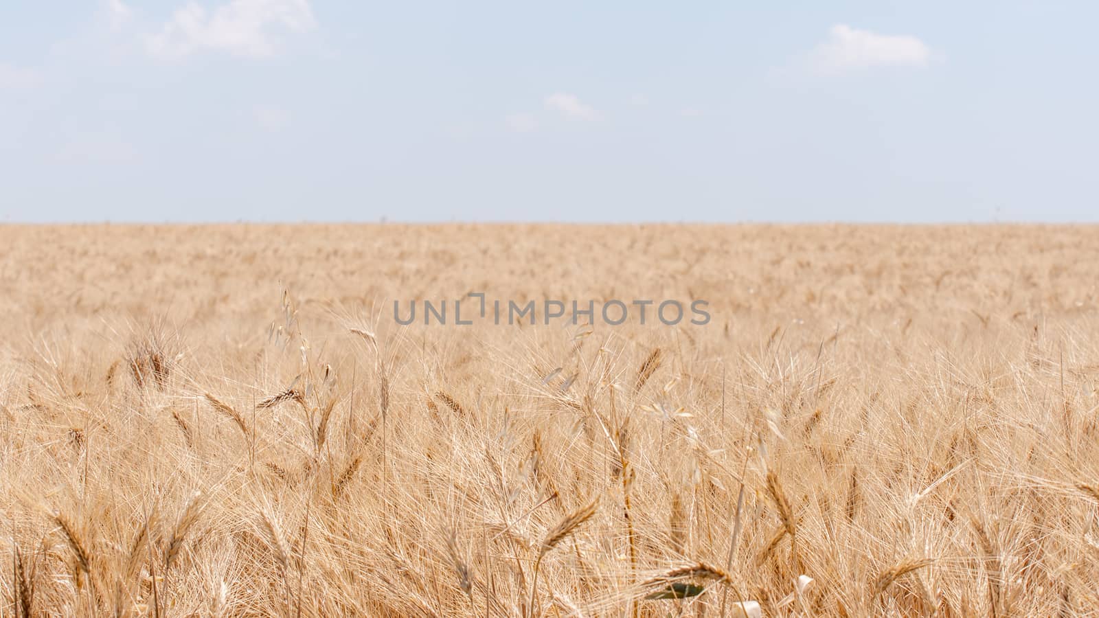 cultivation in Provence in the south of France. summer scent on the Valensole plateau